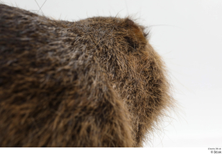 Nutria nose 0006.jpg